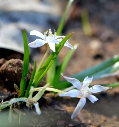 Pauridia pygmaea, photographed by Cecile Roux