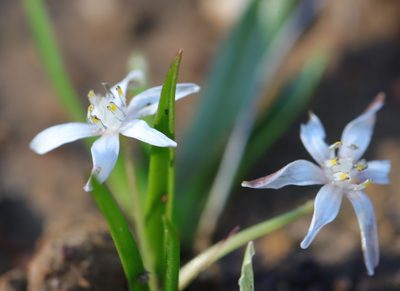 Pauridia pygmaea, photographed by Cecile Roux