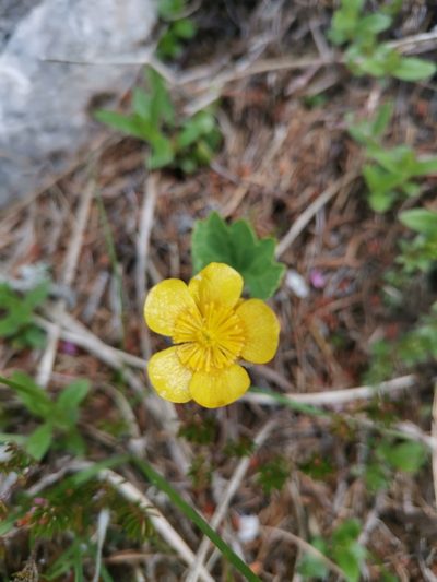 Ranunculus hybridus, photographed by Ljaž