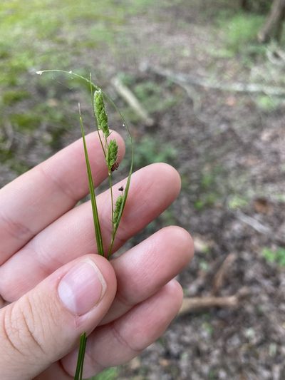 Carex virescens, photographed by Bonnie Semmling