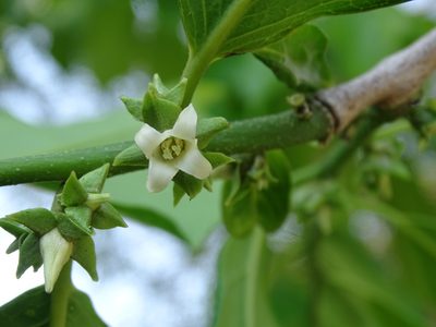 Diospyros yatesiana, photographed by Alexis López Hernández