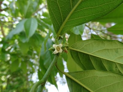 Diospyros yatesiana, photographed by Alexis López Hernández