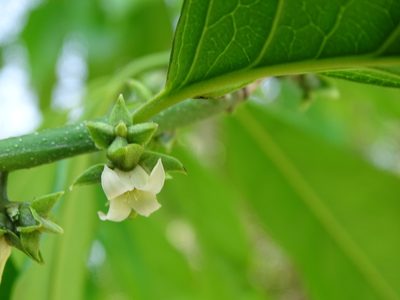 Diospyros yatesiana, photographed by Alexis López Hernández