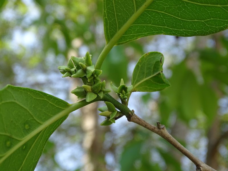 Diospyros yatesiana, photographed by Alexis López Hernández