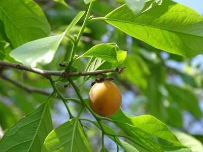 Diospyros yatesiana, photographed by Alexis López Hernández