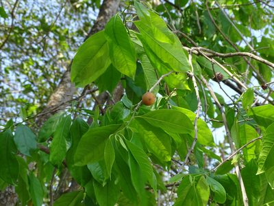 Diospyros yatesiana, photographed by Alexis López Hernández