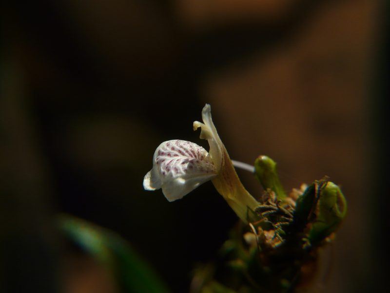 Justicia gendarussa, photographed by Dinesh Valke