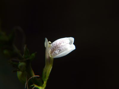 Justicia gendarussa, photographed by Dinesh Valke