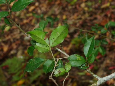 Eurya leptophylla, photographed by Jacy Chen