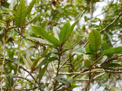 Quercus tatakaensis, photographed by Jacy Chen