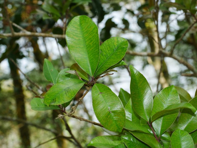 Syzygium formosanum, photographed by Jacy Chen