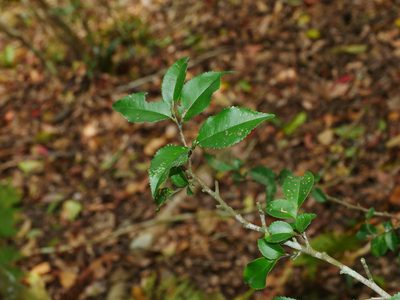 Eurya leptophylla, photographed by Jacy Chen
