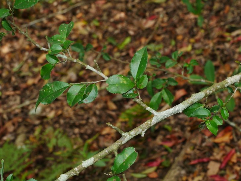 Eurya leptophylla, photographed by Jacy Chen