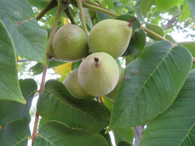Juglans mandshurica, photographed by Marco Mussita