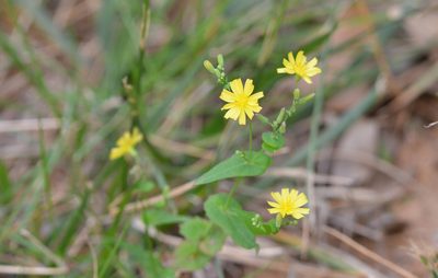 Crepidiastrum sonchifolium, photographed by Zinogre