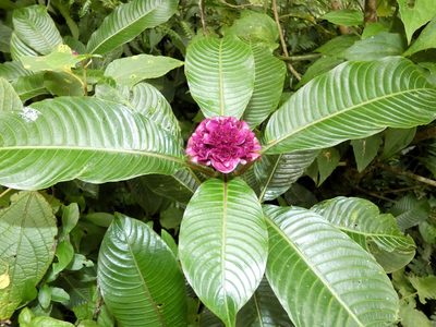 Palicourea chiriquiensis, photographed by Kai Squires
