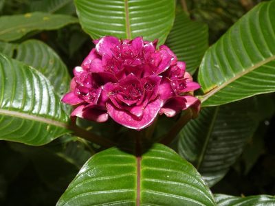 Palicourea chiriquiensis, photographed by Kai Squires
