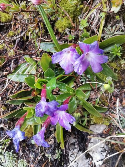 Primula wulfeniana, photographed by Ljaž