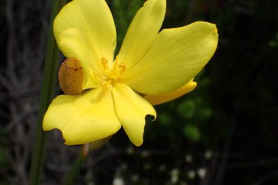 Bobartia aphylla, photographed by Di Turner