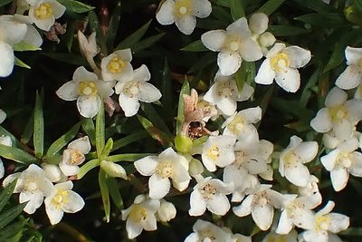 Lachnaea diosmoides, photographed by Di Turner