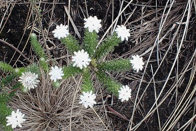Phylica curvifolia, photographed by Di Turner