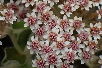 Plecostachys serpyllifolia, photographed by Di Turner
