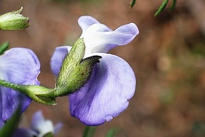 Psoralea arborea, photographed by Di Turner