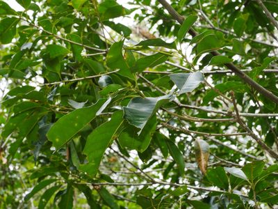 Lithocarpus hancei, photographed by Jacy Chen