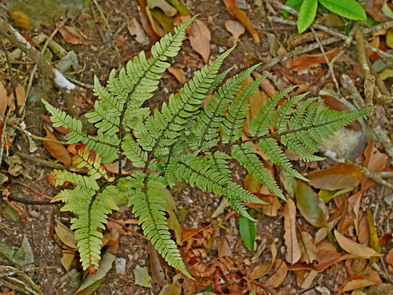 Dryopteris sordidipes, photographed by Jacy Chen
