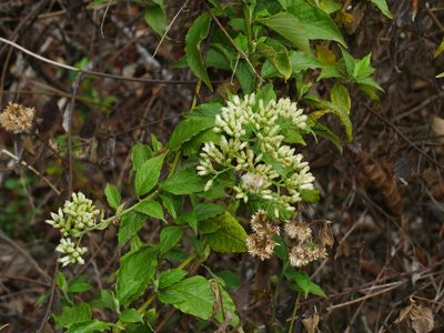 Microglossa pyrifolia, photographed by Jacy Chen