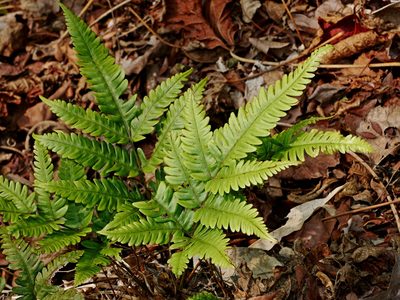 Pteris arisanensis, photographed by Jacy Chen
