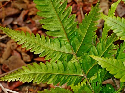Pteris arisanensis, photographed by Jacy Chen