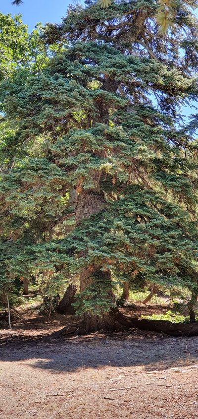 Abies numidica, photographed by Mehdi Chetibi