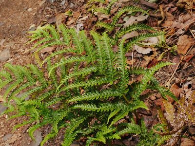 Pteris biaurita, photographed by Jacy Chen