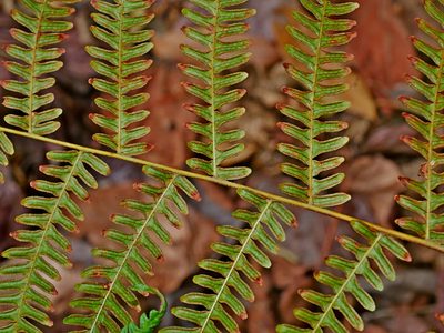 Pteris longipes, photographed by Jacy Chen