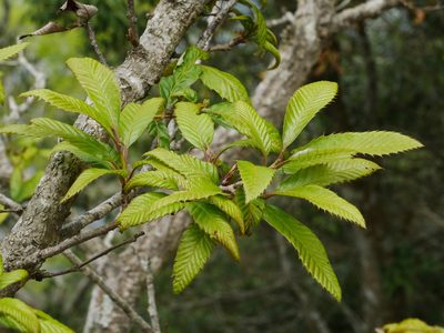 Quercus variabilis, photographed by Jacy Chen