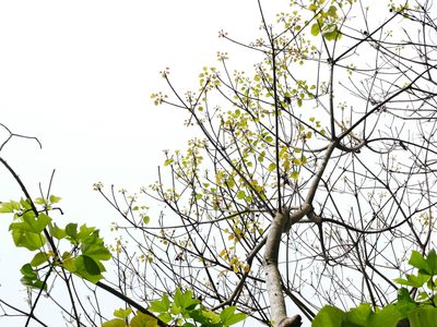 Vernicia fordii, photographed by Jacy Chen