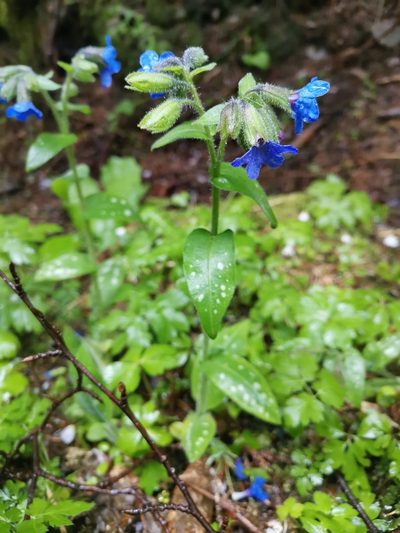 Pulmonaria stiriaca, photographed by Ljaž