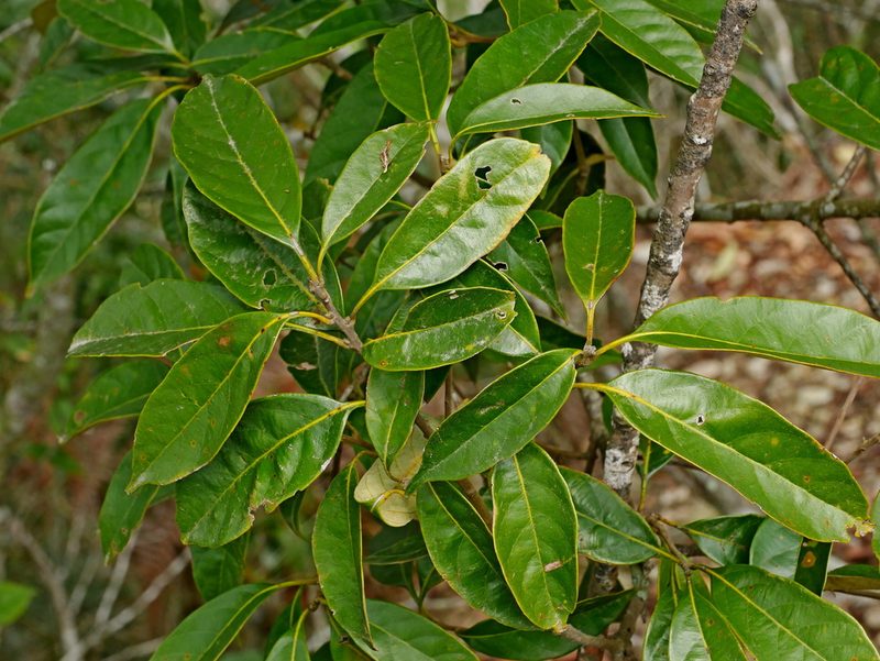 Lithocarpus glaber, photographed by Jacy Chen