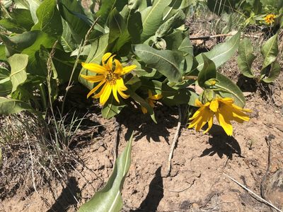 Wyethia amplexicaulis, photographed by Bob Earle