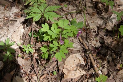 Corydalis caucasica, photographed by Екатерина Кропочева