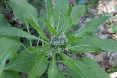 Solenanthus dubius, photographed by Екатерина Кропочева