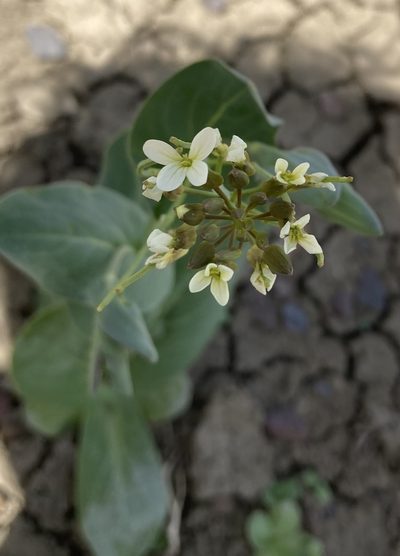 Conringia orientalis, photographed by Caleb Catto