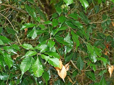 Lithocarpus konishii, photographed by Jacy Chen