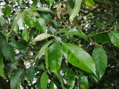 Lithocarpus glaber, photographed by Jacy Chen