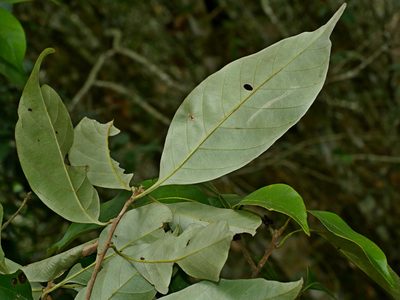 Lithocarpus glaber, photographed by Jacy Chen