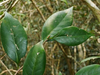 Camellia japonica, photographed by Jacy Chen