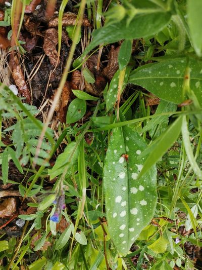 Pulmonaria stiriaca, photographed by Ljaž