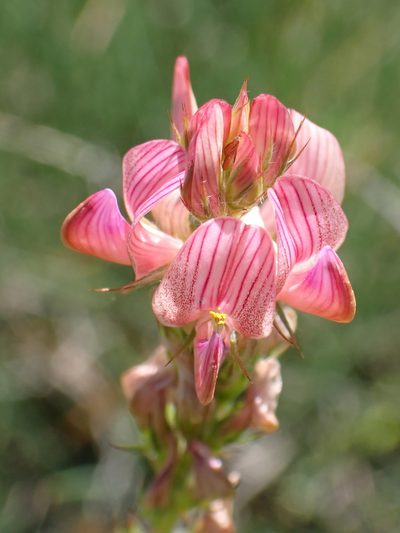 Onobrychis supina, photographed by David Delon