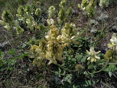 Hedysarum grandiflorum, photographed by Богдан Кученко
